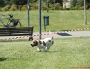 DOG_RUNNING_005