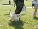 DOG_RUNNING_029